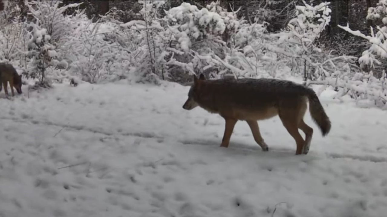 Karabük’te Fotokapana Yansıyan Vaşak ve Kurtlar