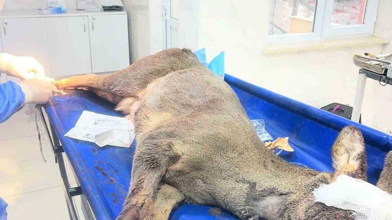 Karabük'te Yaralanan Karaca Vida-Plak ile Ameliyat Edildi