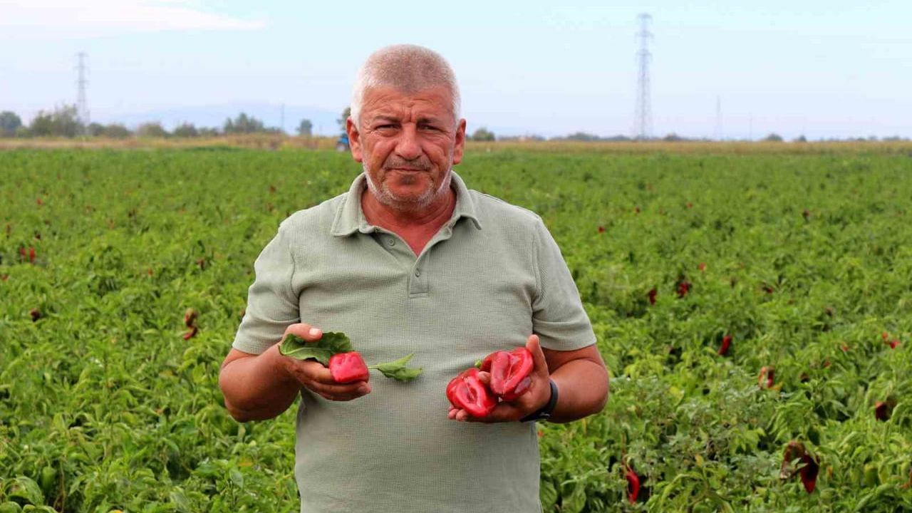 Karacabeyli Çiftçiler Uyarıyor: Üretim Maliyetleri Baskılanamaz Hale Geldi