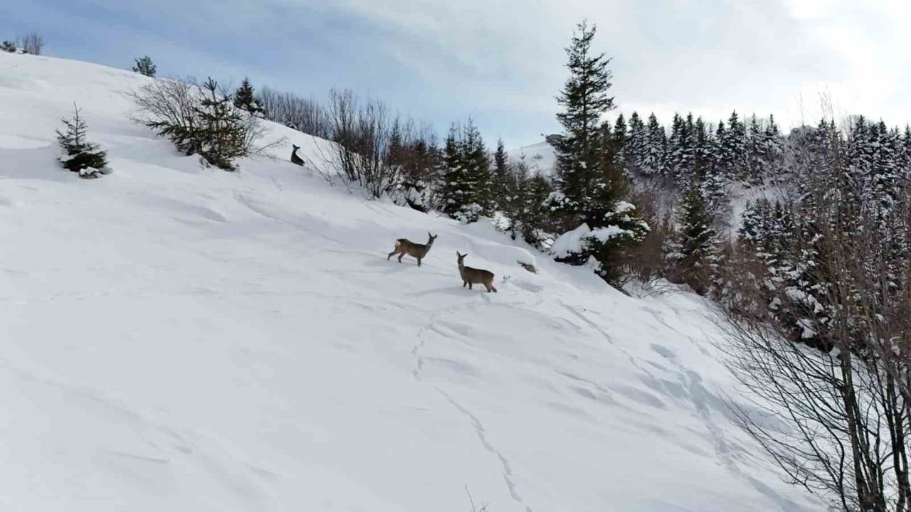 Karacalar Kulakkaya Yaylası’nda Dronla Görüntülendi