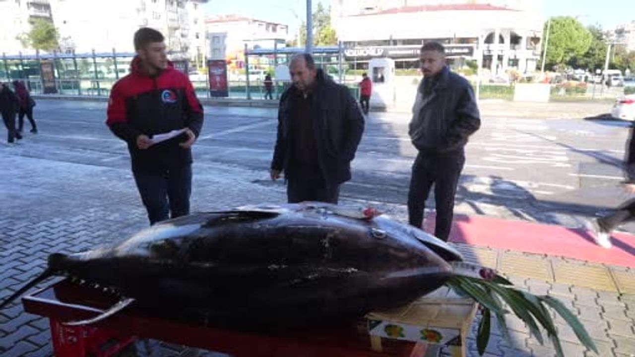 Karadeniz’de avlanan 353 kiloluk dev orkinos Samsun’da sergilendi