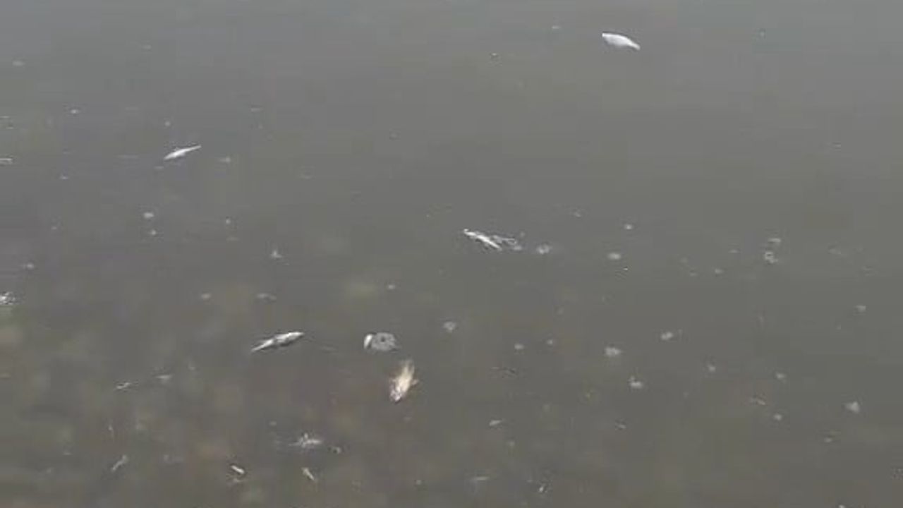 Karaidemir Barajı'nda Balık Ölümleri Tekirdağ'ı Tedirgin Etti