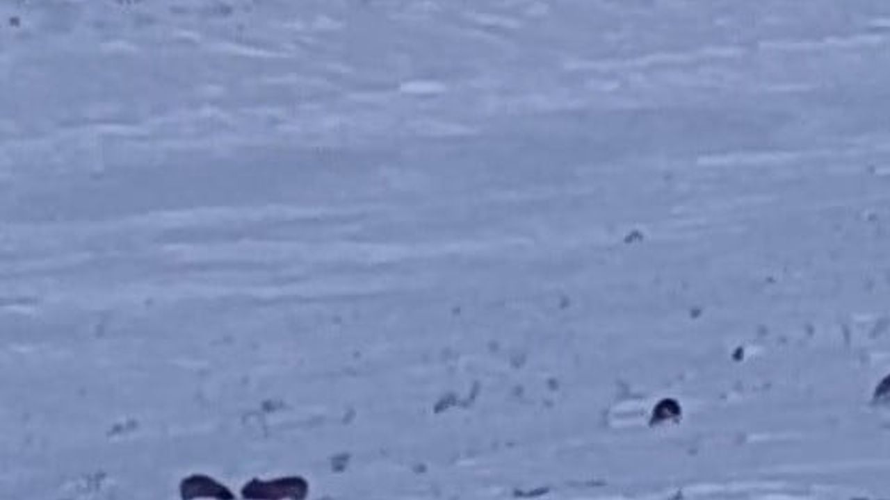 Karayazı'da Gündüz Vakti Kurt Saldırısı: Yavru Köpek Telef Oldu