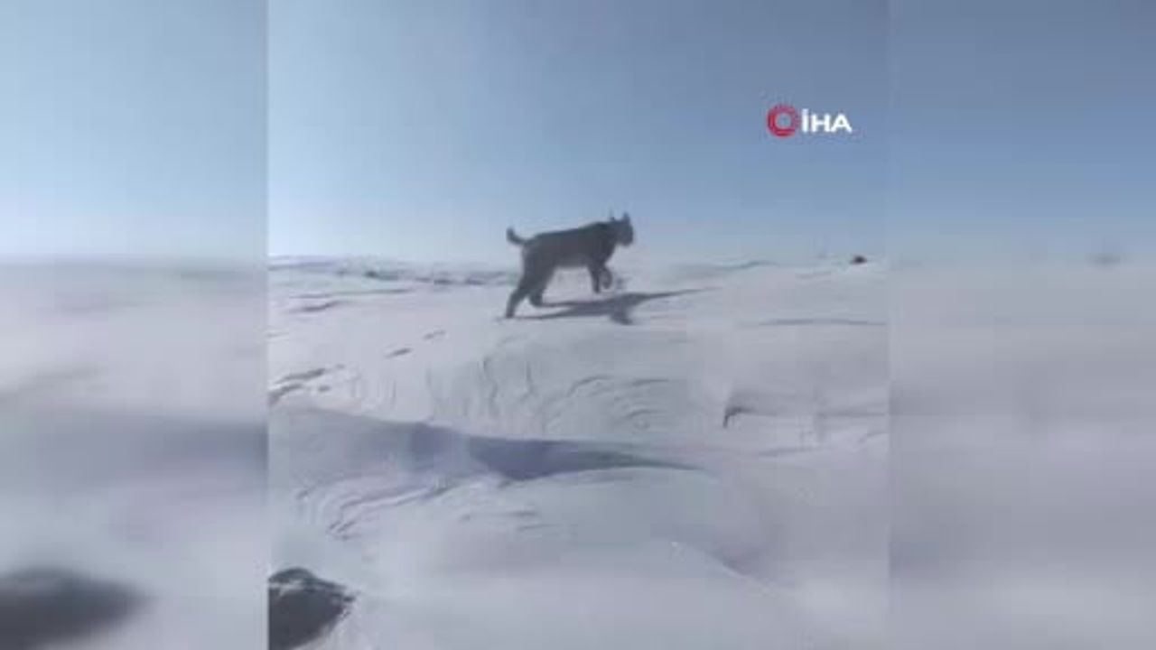 Karlıova'da nesli tükenme tehlikesindeki vaşak cep telefonuyla görüntülendi