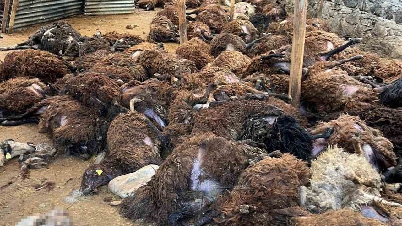 Kars'ta Kurt Saldırısı: 130 Koyun Telef Oldu