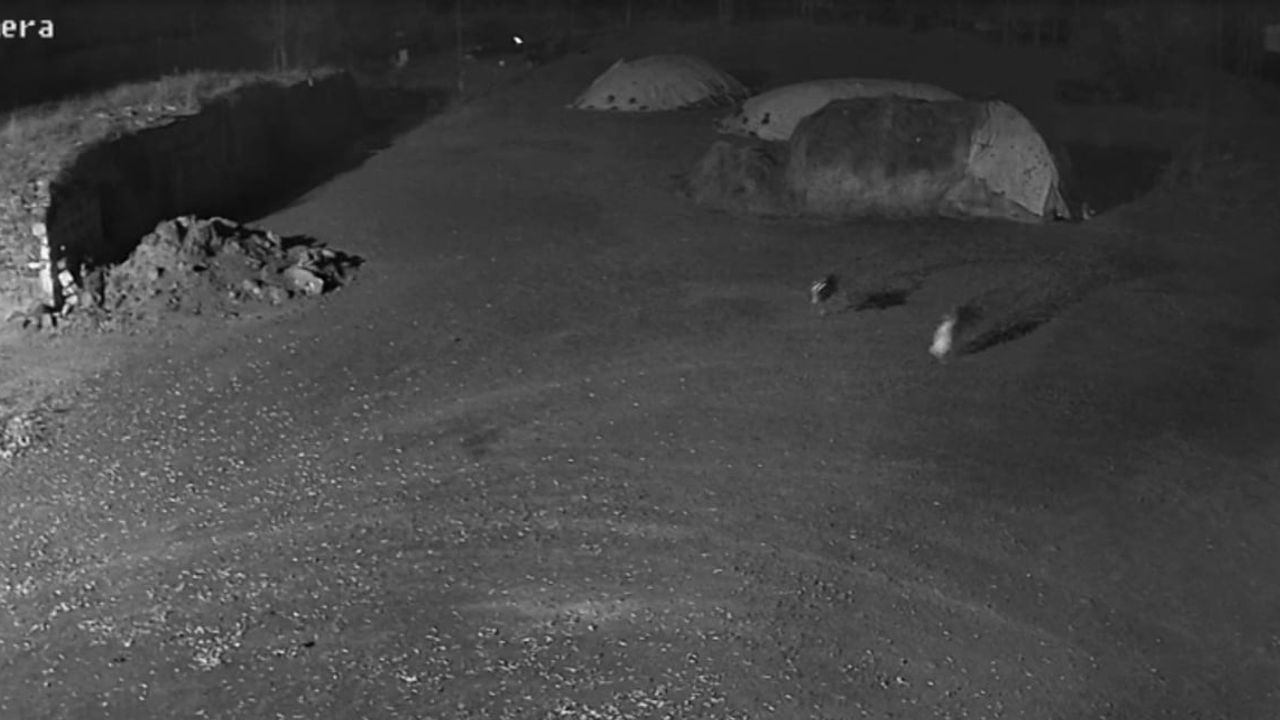 Kars'ta kurtlar samanlıktaki köpeği götürdü — güvenlik kamerası kaydetti