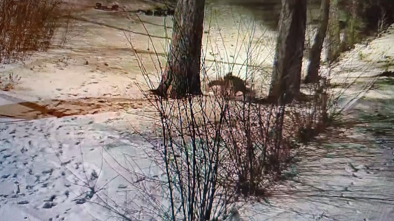 Kars'ta Site Bahçesinde Oyuncu Tilkiler Kamerada