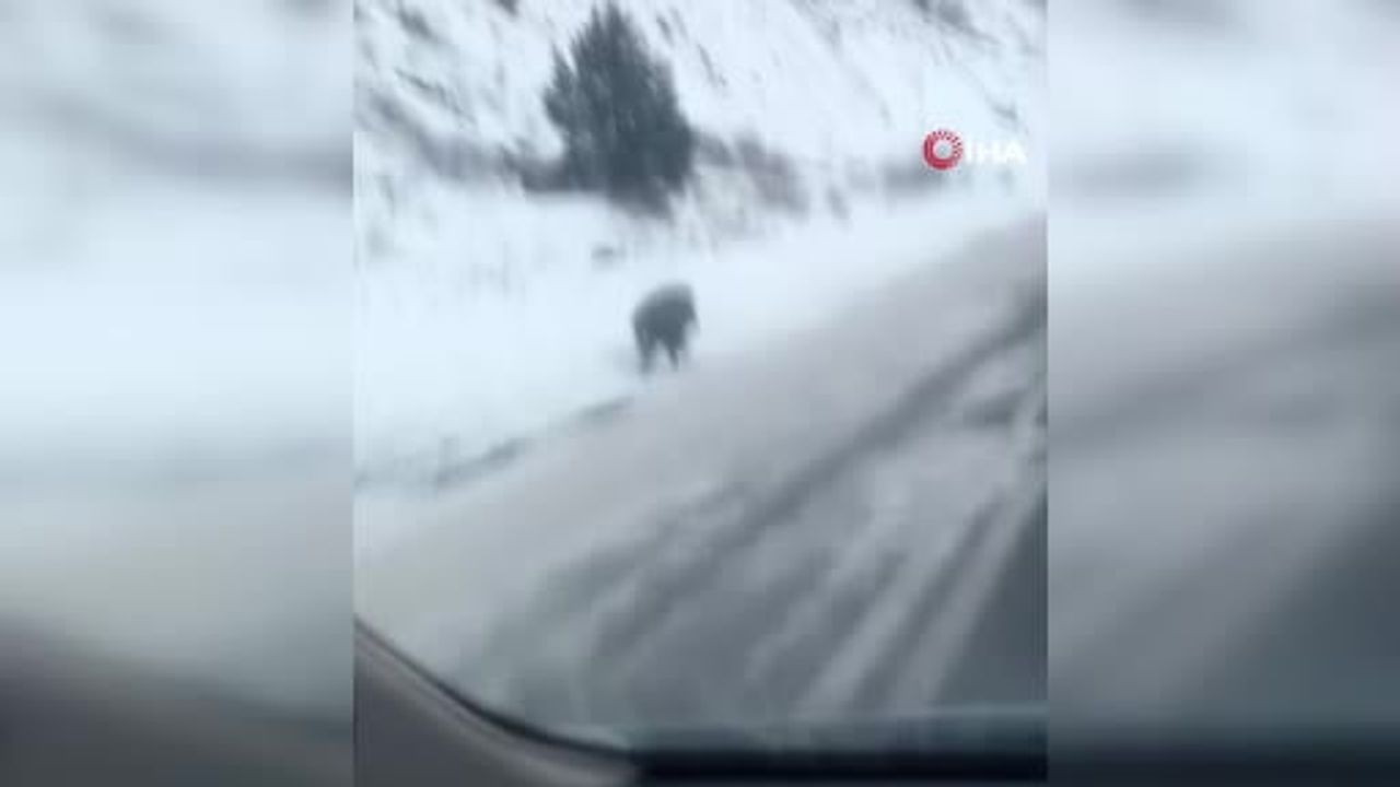 Kars’ta Yaban Domuzu Yol Kenarında Cep Telefonuna Yansıdı