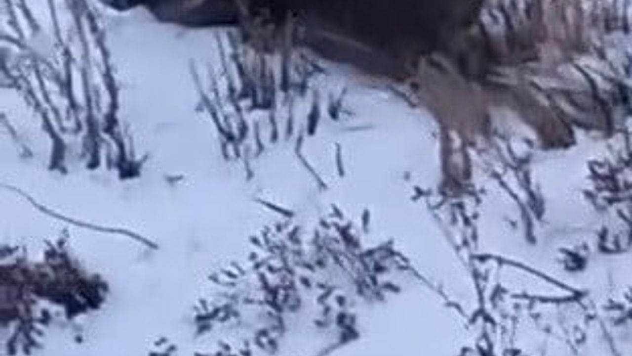 Kars'ta Yol Kenarında Yaban Domuzu Cep Telefonuyla Kaydedildi