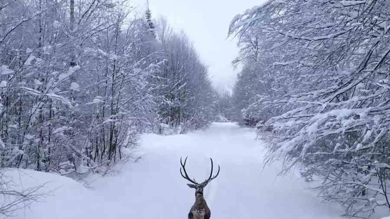 Kartepe'de Karlar Arasında Kızıl Geyik Dronla Görüntülendi