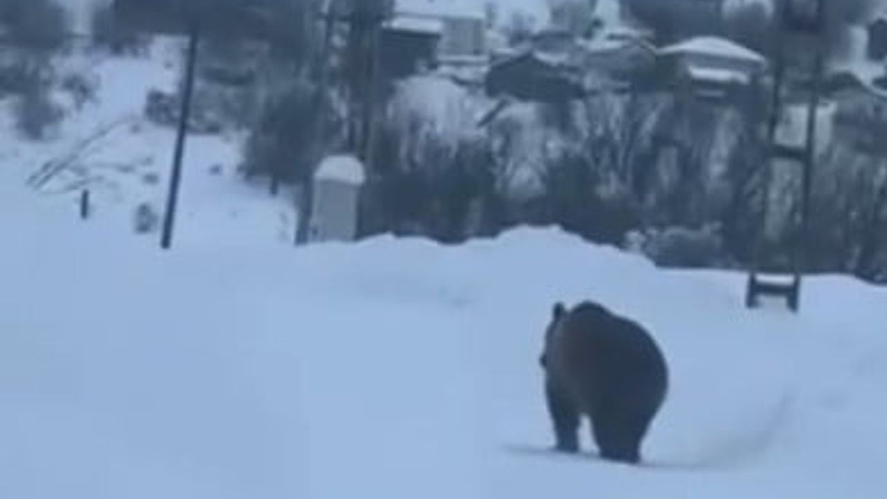 Kastamonu Ağlı'da Kış Uykusuna Yatamayan Bozayı İlçe Merkezine İndi
