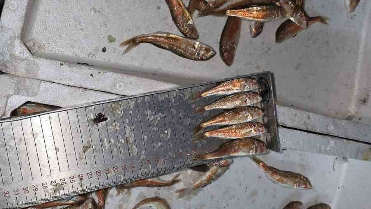 Kastamonu Çatalzeytin’de 1,5 Ton Kaçak Balığa El Konuldu