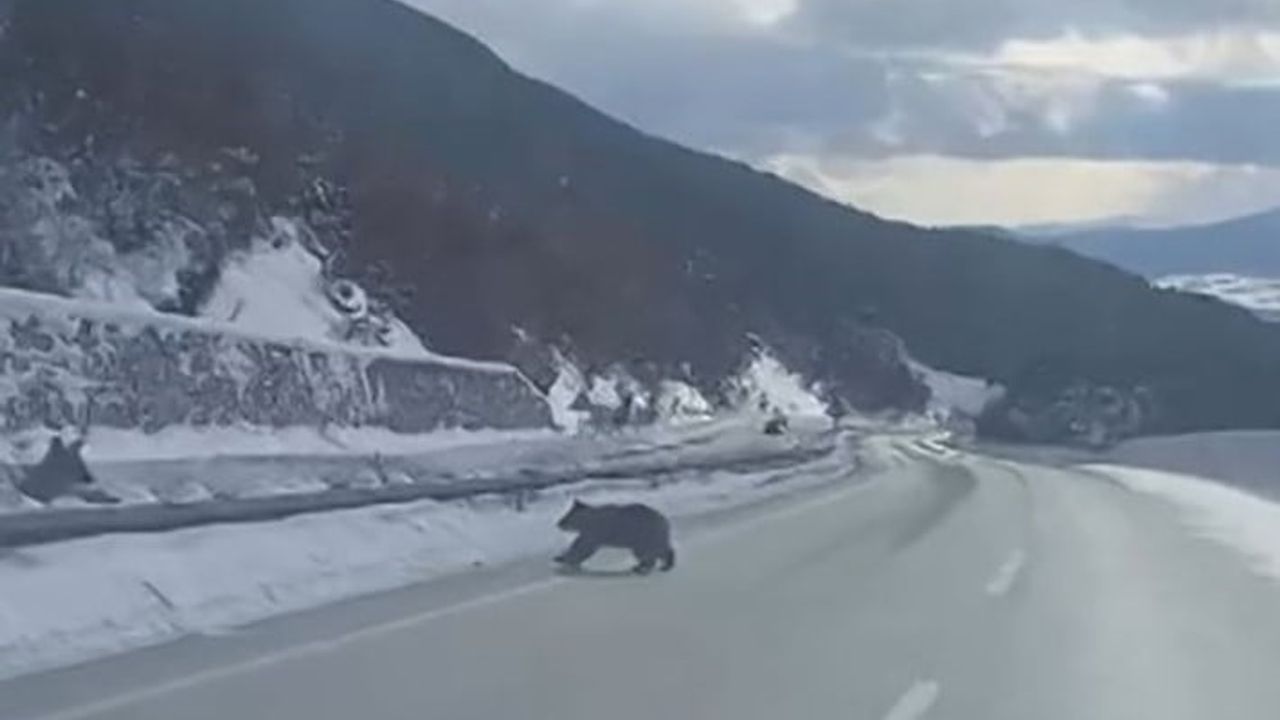 Kastamonu’da bozayı karda yürümeye çalışırken görüntülendi