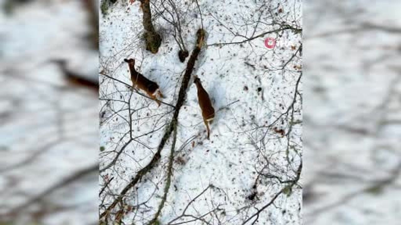 Kastamonu'da Kar Altındaki Karacalar Drone ile Görüntülendi