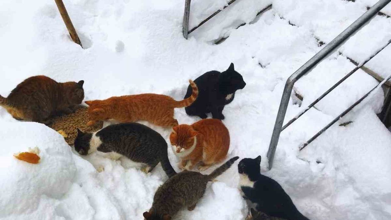 Kastamonu'da Kediler 1 Metrelik Karda Sıralı Yürüdü