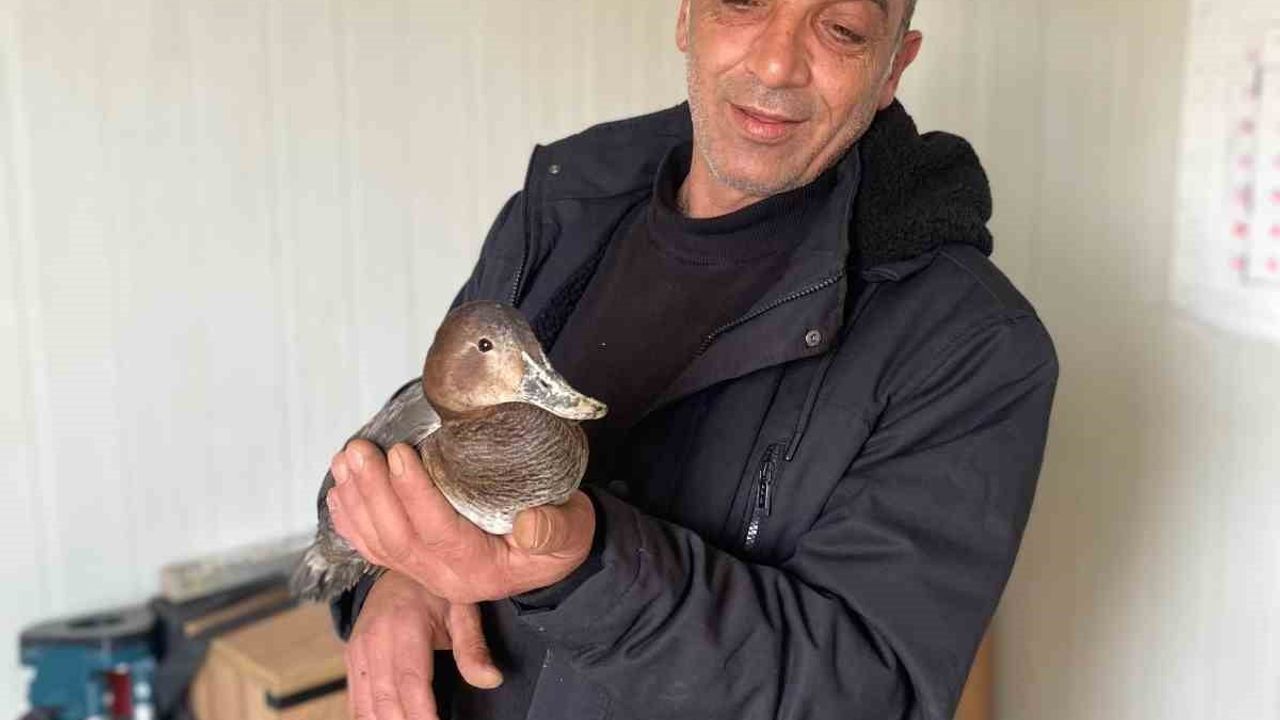 Kastamonu'da Şantiyede Yaralı Ördek İşçinin Bakımıyla Kurtarıldı