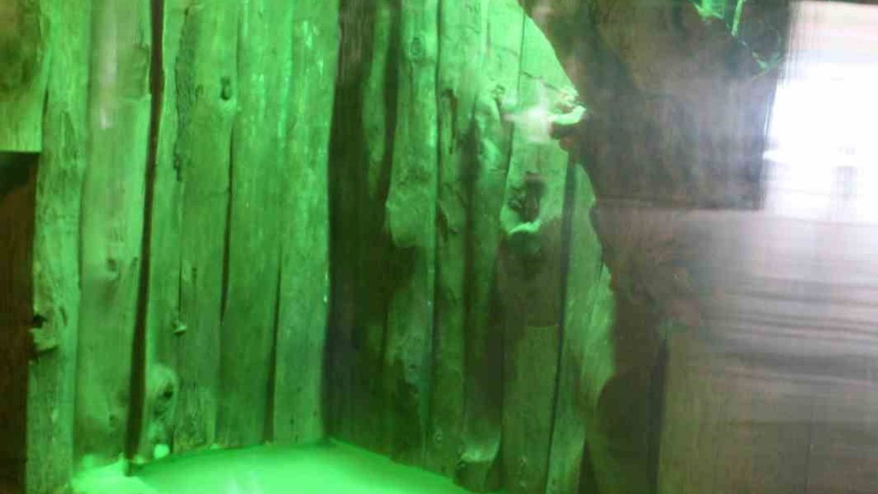 Kayseri Hayvanat Bahçesi’nde tropikal türler özel sistemlerle ısıtılıyor