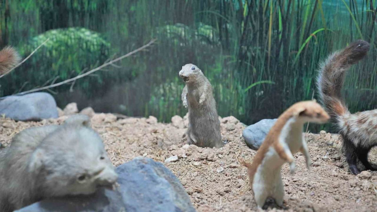 Keçiörenli Minikler Şehit Cuma Dağ Tabiat Tarihi Müzesi'ni Gezdi