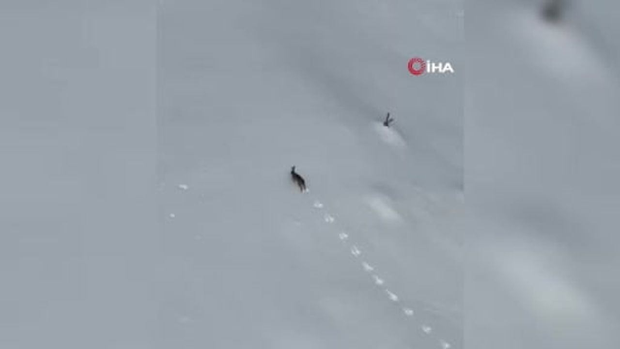 Keltepe'de Kar Üzerinde Koşan Yaban Tavşanı Görüntülendi