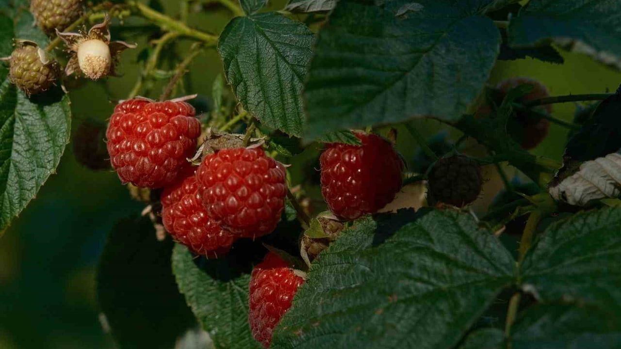 Kestel'de Ahududu ve Böğürtlen Üretimi Sırbistan Modeliyle Artırılacak