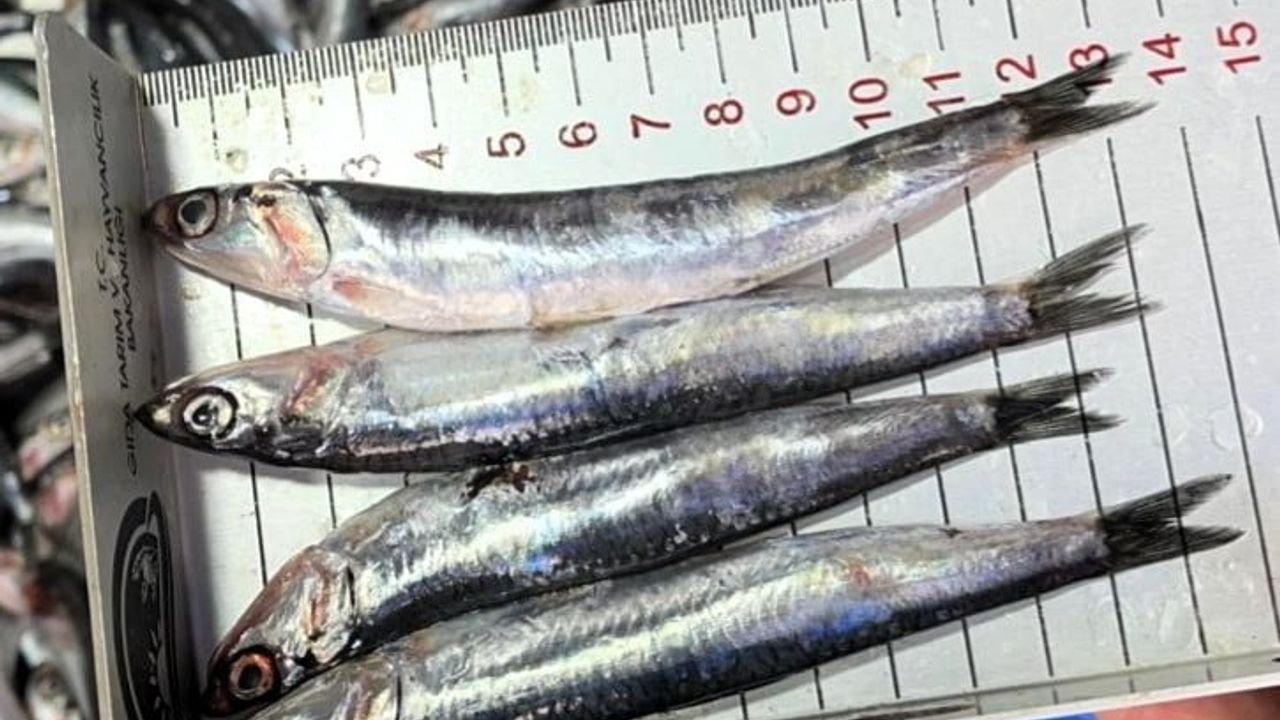 Kırklareli’de Su Ürünleri Denetimi: Balık Tezgahlarında Boy Ölçümü