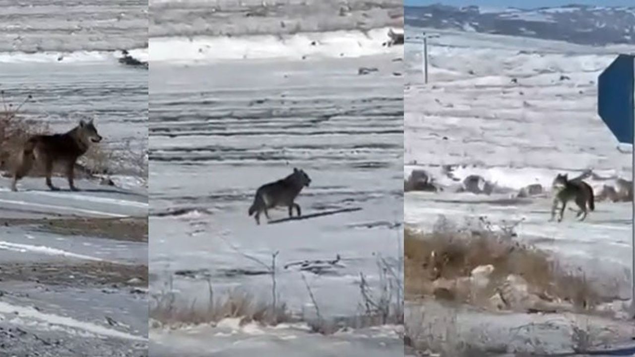 Kırşehir Çiçekdağı'nda İki Kurt Şehre İndi