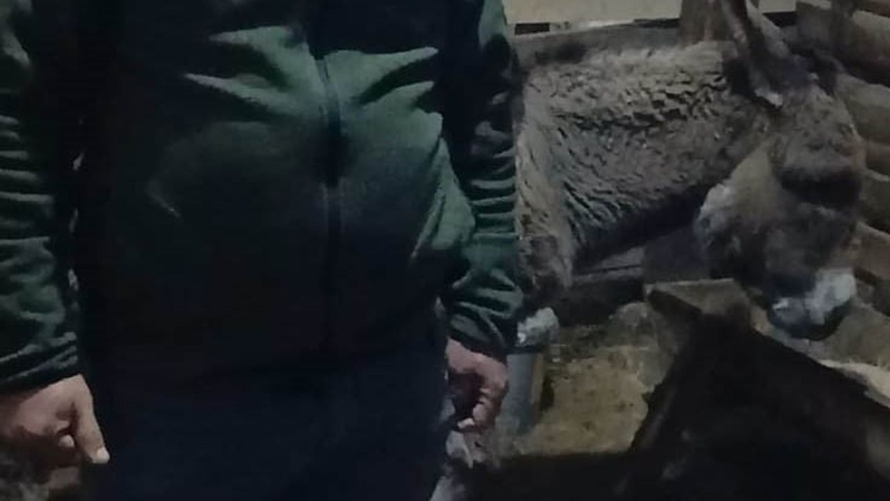 Kırşehir'de Yaralı Eşeği Köylü Sahiplendi