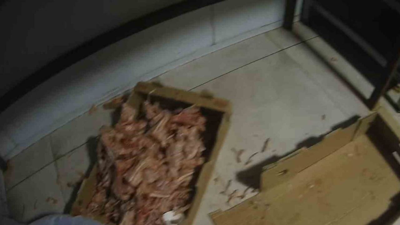 Kocaeli'de Merdiven Altı Tavuk Parçalama Tesisi Mühürlendi