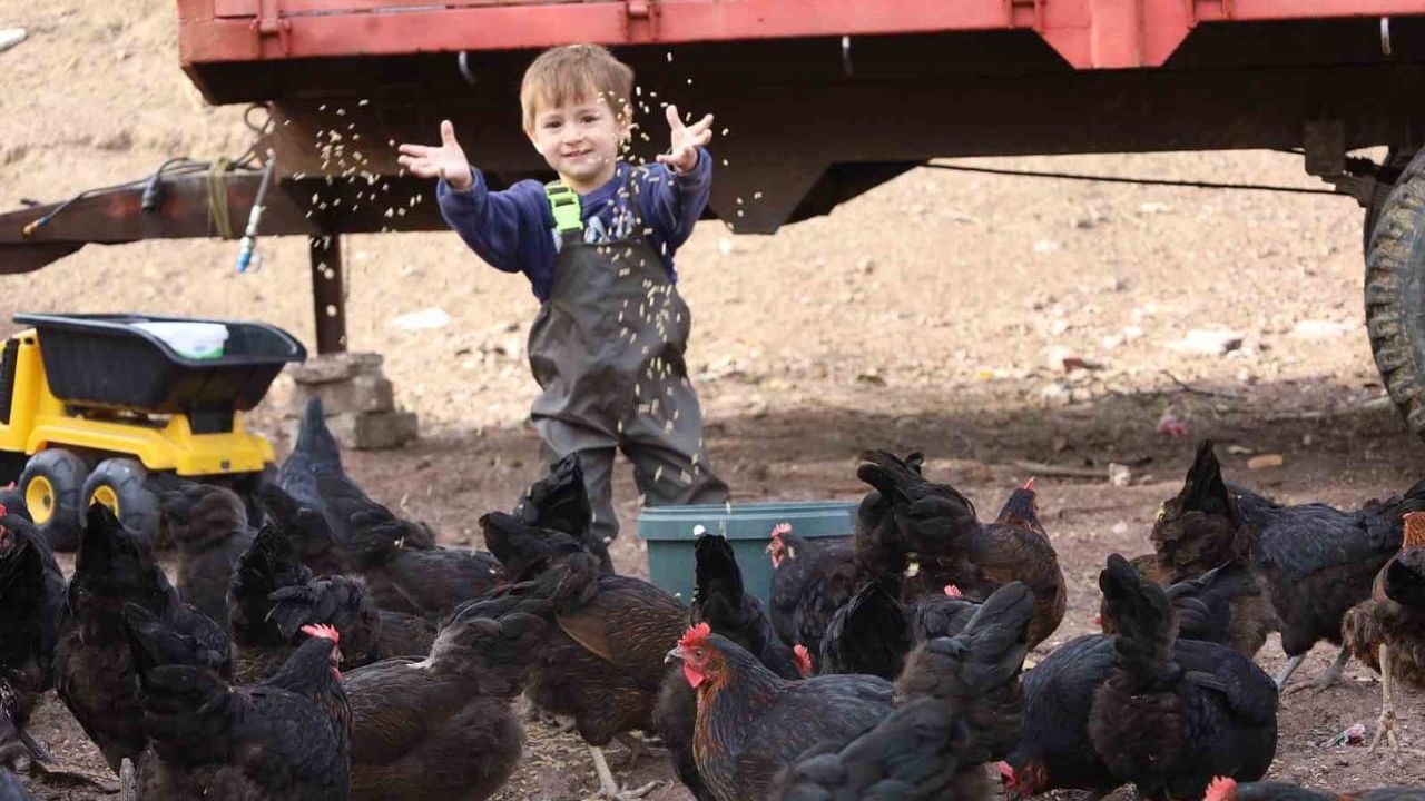 Kocaeli'de Üreticiye %50 Hibe: Yem Tohumu, Gübre ve Doğal Salma Yumurta