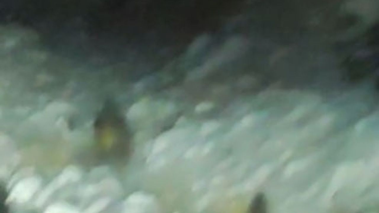 Konya Halkapınar'da Aç Yaban Domuzu Kara Yoluna İndi