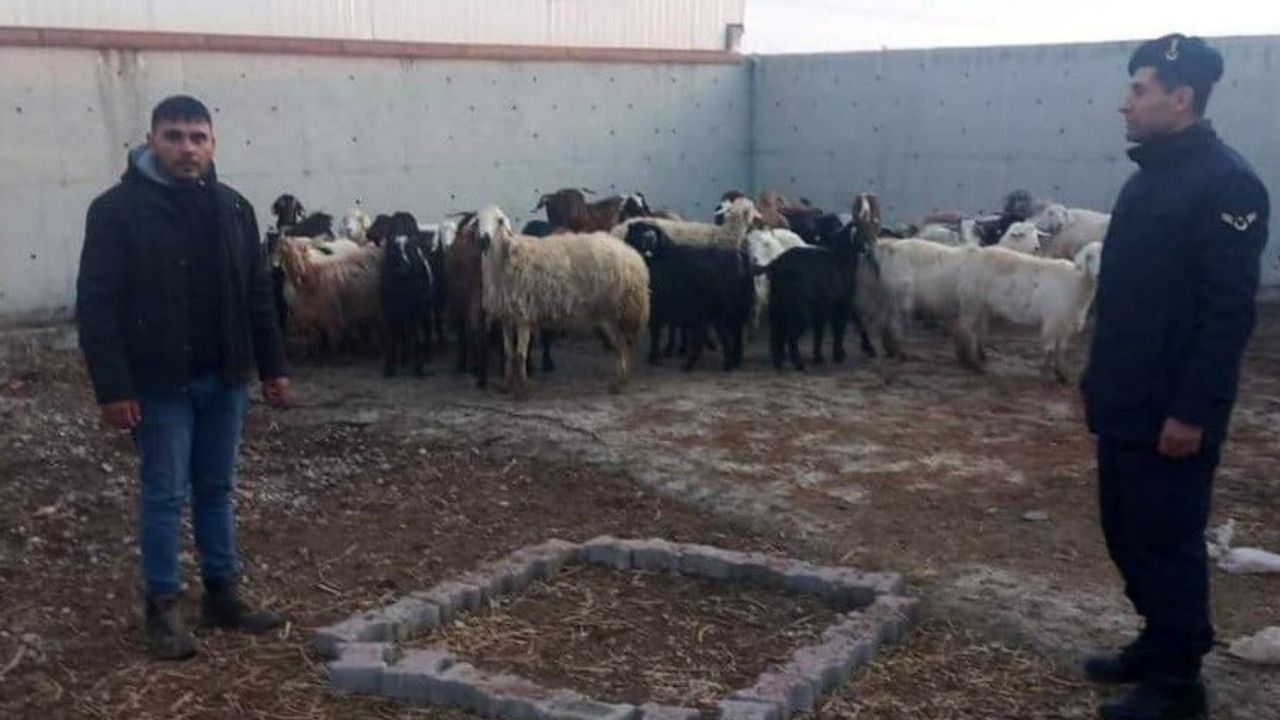 Konya Ilgın'da Çalınan 48 Koyun Jandarma Tarafından Bulundu