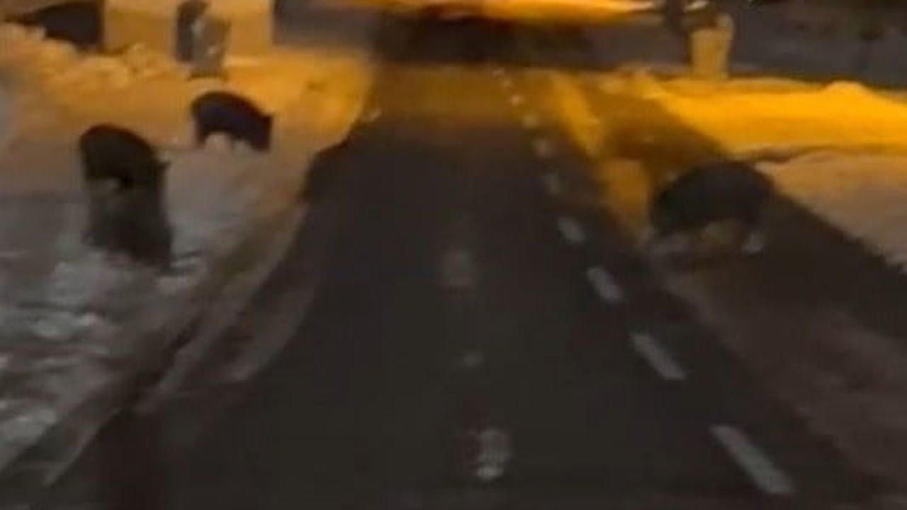 Konya Karapınar'da Aç Kalan Yaban Domuzları Yerleşime İndi