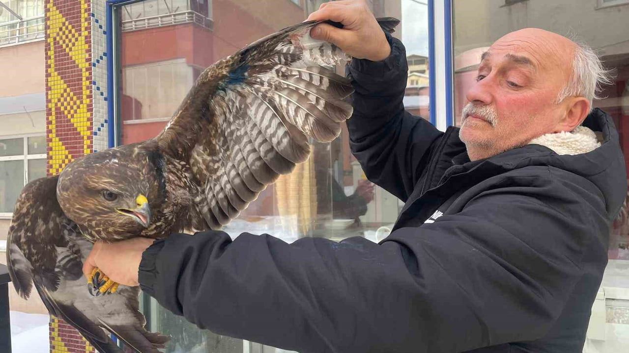 Korgan'da Yaralı Boz Şahin Esnaf Tarafından Kurtarıldı
