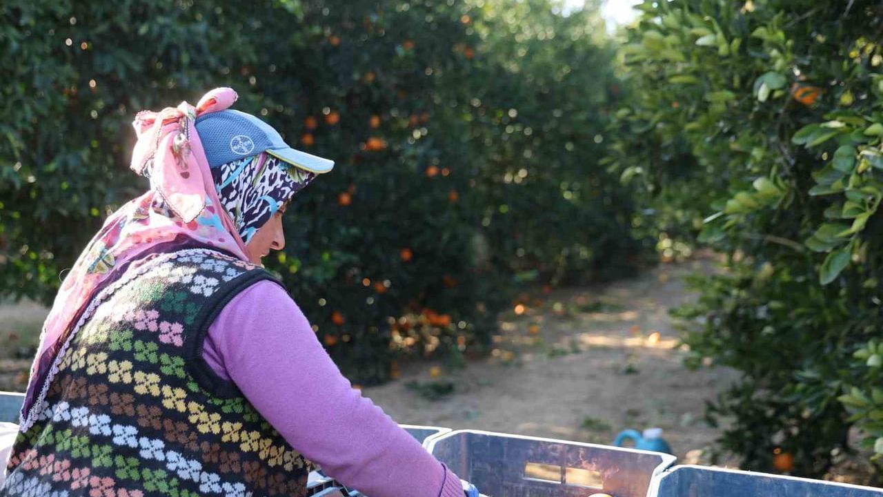 Kozan Portakalı Hasada Girdi: Bahçede Kilosu 10-13 TL