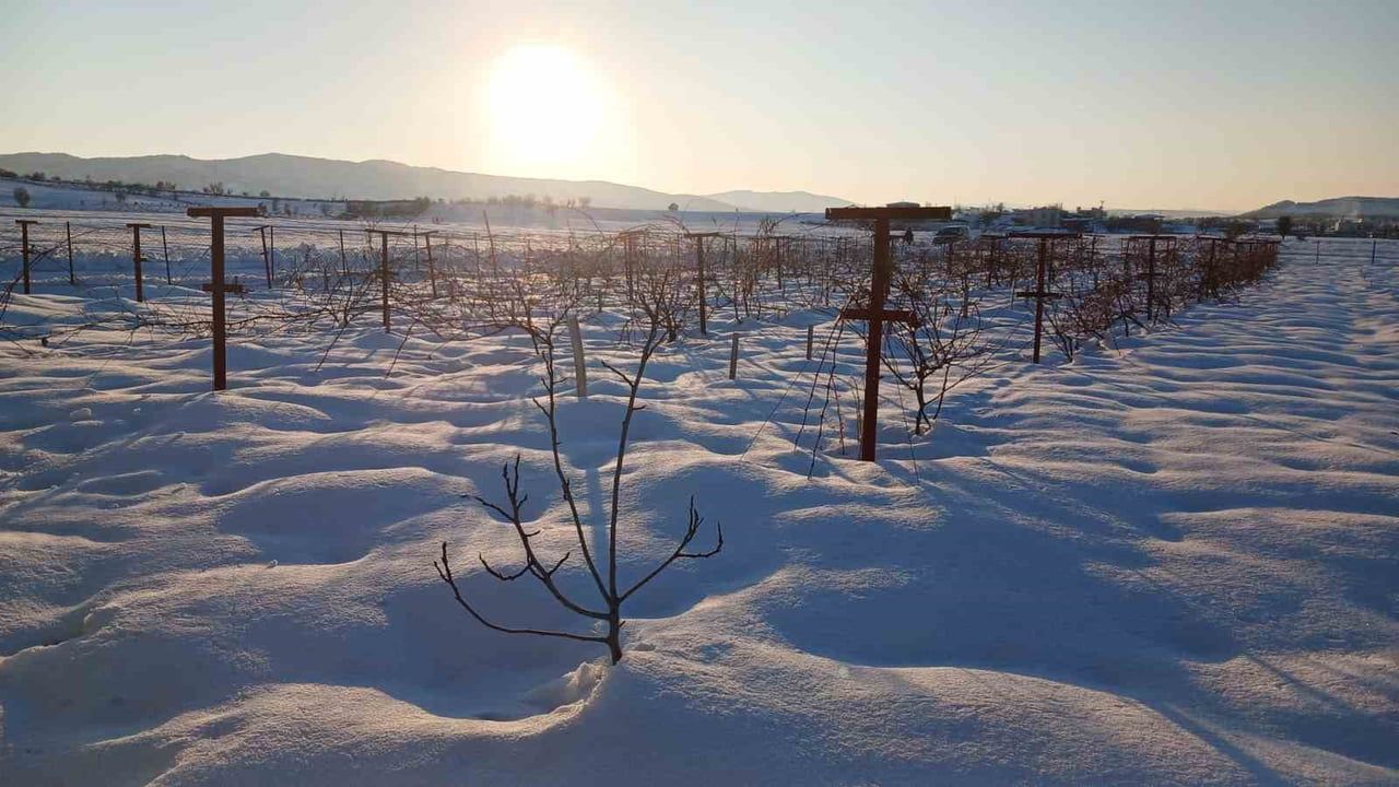 Kulp’ta 7 Günlük Kar Yağışı Çiftçiye Umut Verdi