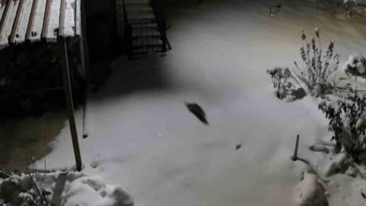 Kulp'ta Aç Kalan Kaya Sansarı Evlerin Dibine İndi