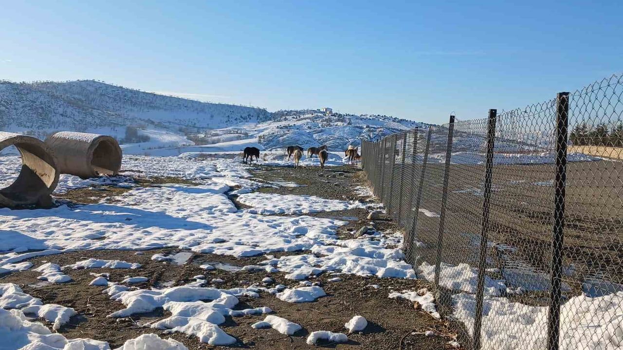 Kulp'ta Yaban Atları Açlık Nedeniyle İlçe Merkezine İndi