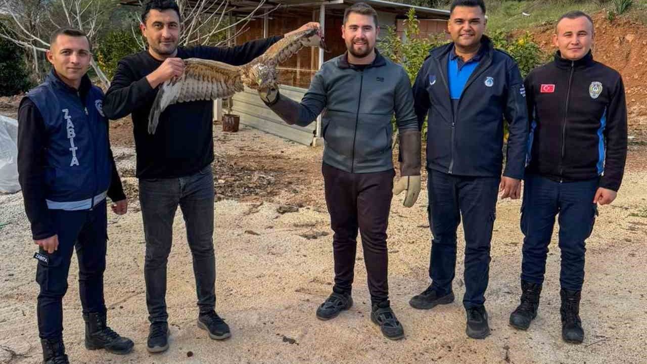 Kumluca'da Yaralı Atmaca Tedavi Edilip Doğaya Bırakıldı