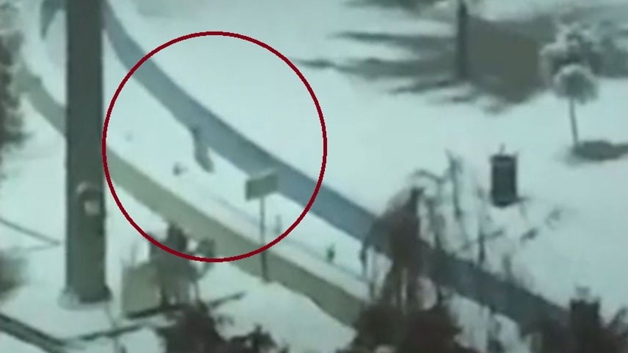 Kurtalan'da tilkiler şehir merkezine indi