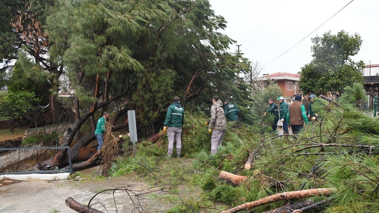 Kuşadası'nda Devrilen Çam Ağacı Dereyi Tıkadı: Belediye Müdahale Etti