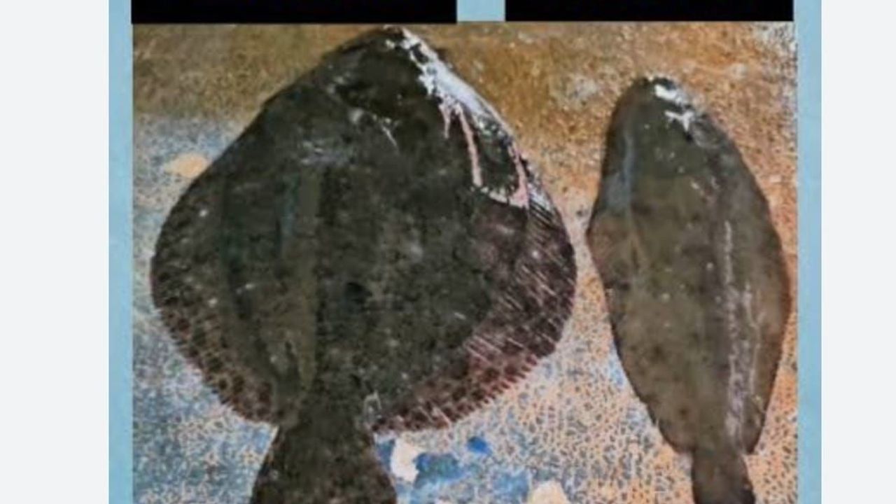 Kuşadası'nda Dil ve Pisi Balığı Avcılığı 1 Ocak-15 Şubat Arası Yasak