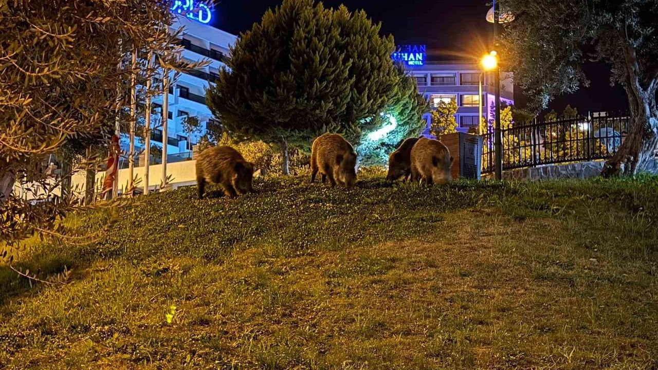 Kuşadası'nda Domuz Sürüleri Şehir Merkezini Mesken Tuttu
