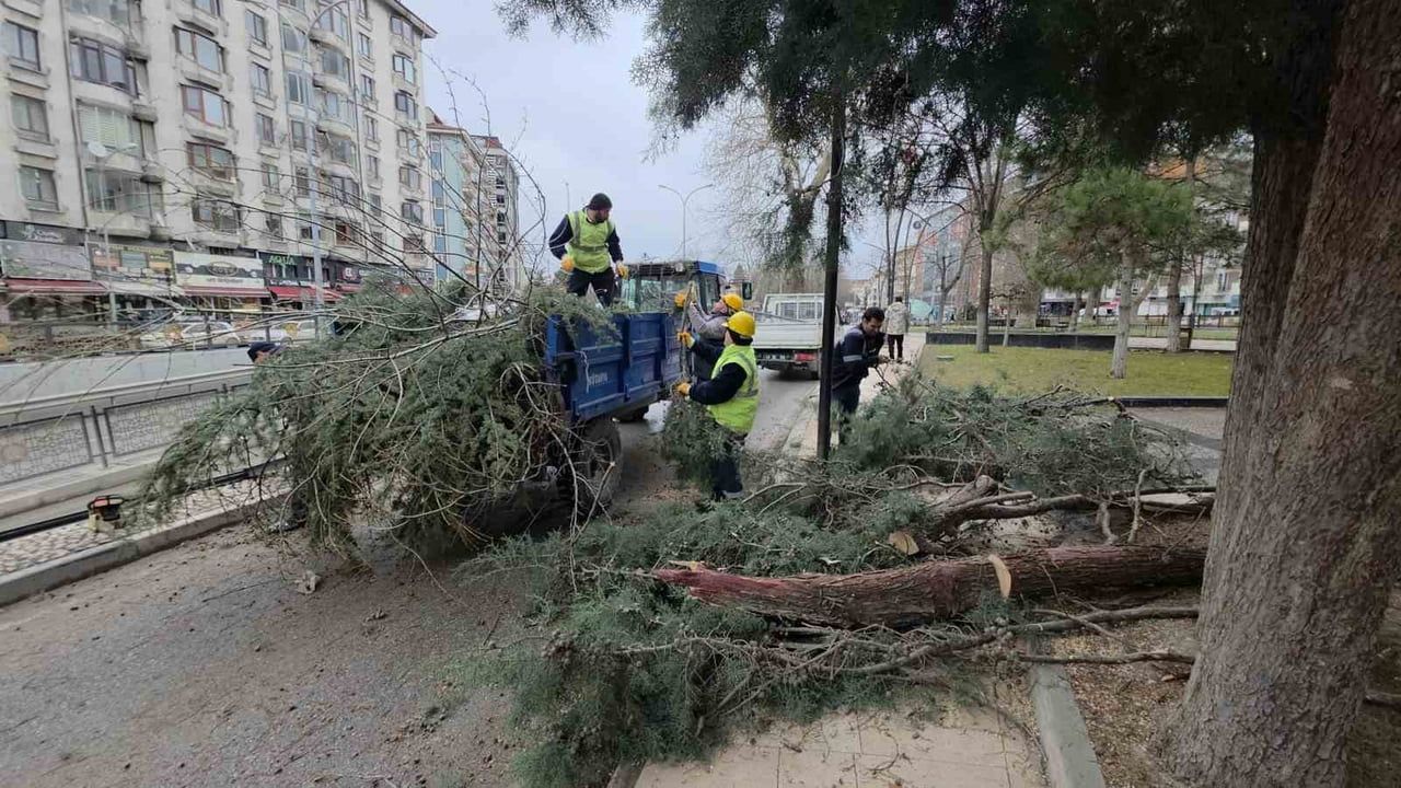 Kütahya'da Fırtına: 7 Ağaç Devrildi, Hasar Oluştu