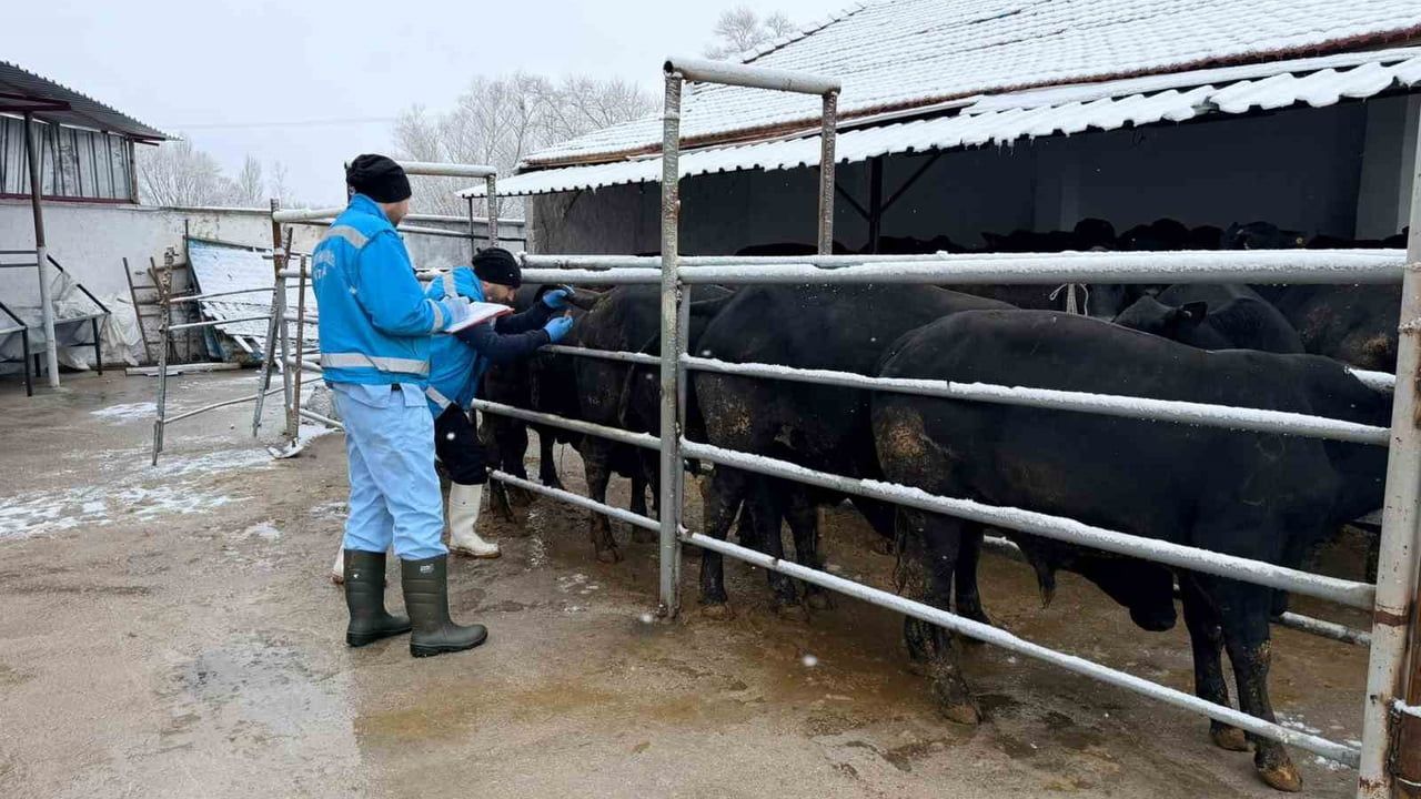 Kütahya'da İthal Besilik Erkek Sığırlarda Millileştirme Sürüyor