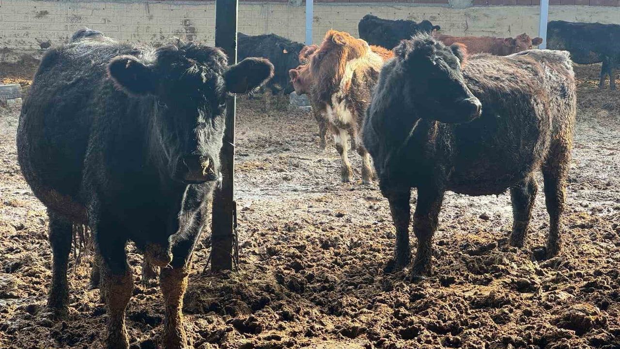 Kütahya'da 'Kırsalda Bereket' Projesiyle Büyükbaş Hayvanların Kontrol ve Muayenesi