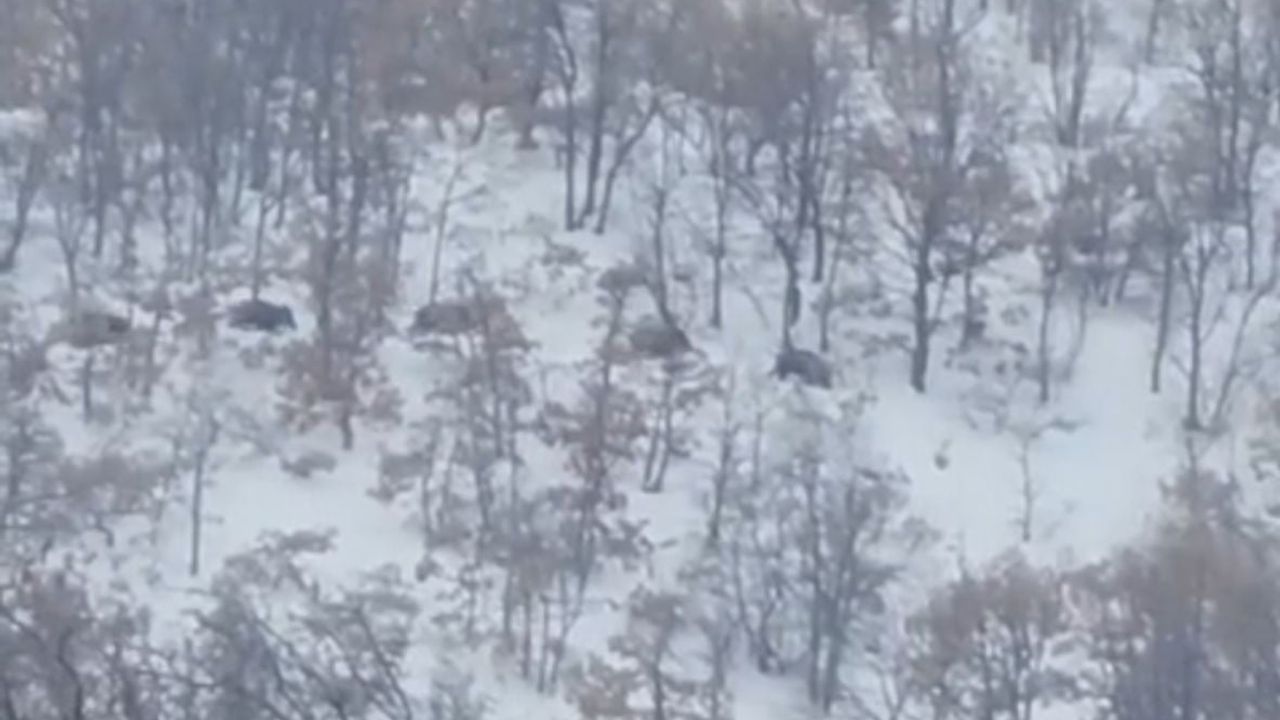 Malatya'da Aç Kalan Domuz ve Kurtlar Yerleşimlere İndi