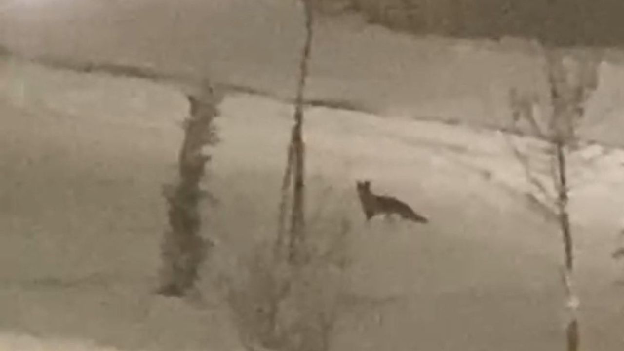 Malatya'da Aç Kalan Tilki Şehir Merkezine İndi