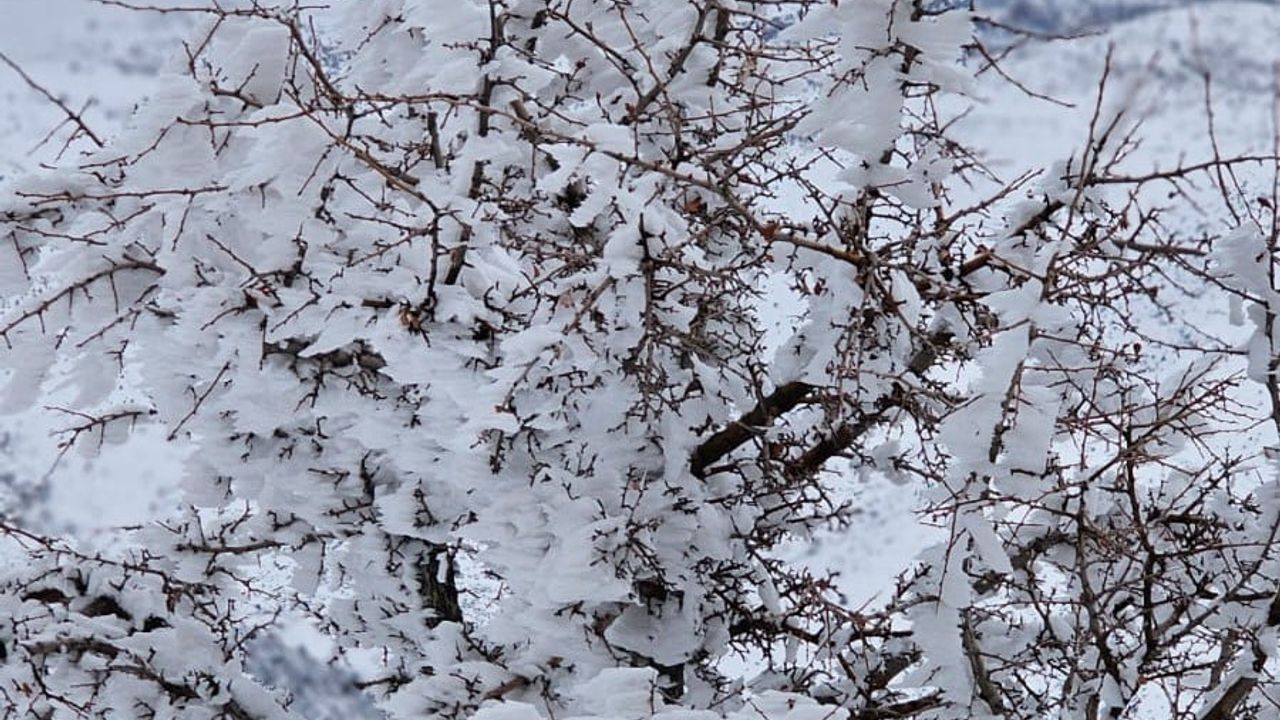 Malatya'da Dondurucu Soğuklar: Ağaçlar ve Akarsula…