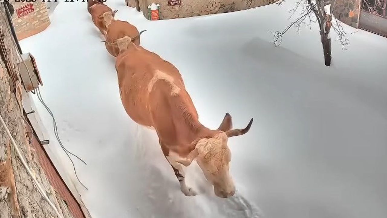 Malatya'da Kar: Arapgir Onar'da Büyükbaşların Zorlu Mücadelesi