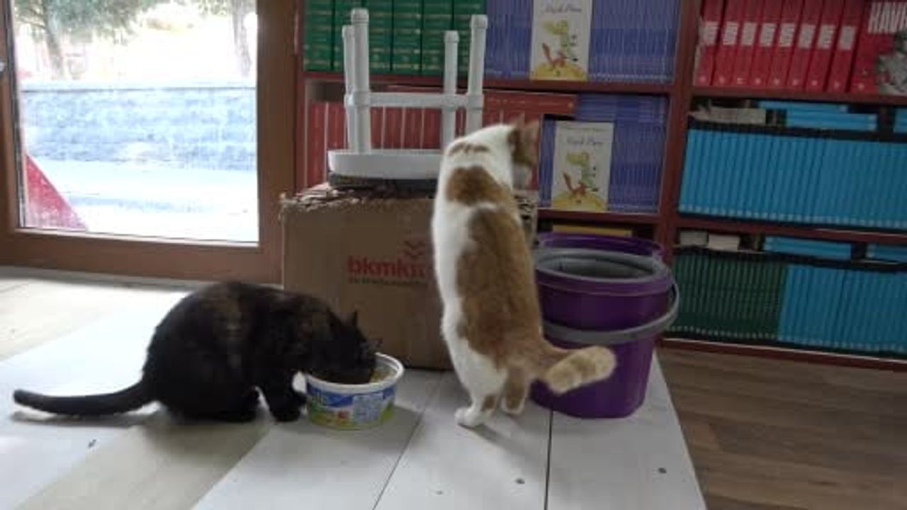 Malatya'da Konteynerde Sahaf, Sokak Kedilerine Umut Oldu